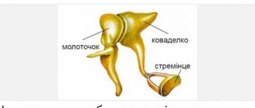 На малюнку зображено кістки варіанти відповідейБічної лінії рибХребта рептилійСереднього вуха ссавц