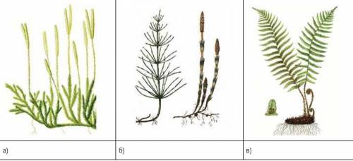 -Рассмотрите растения, изображенные на рисунках. Подпишите их названия, используя слова из предложен