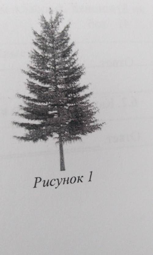 Какой тип питания характерен для лиственницы сибирской изображённой на рисунке 1​