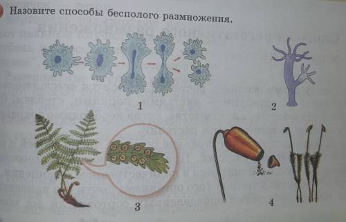 Помагите Задания:Назовите беспoлoго размножения.​