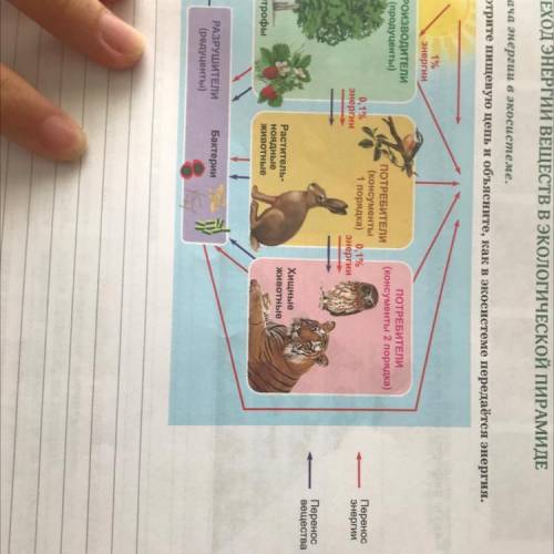 50. ПЕРЕХОД ЭНЕРГИИ ВЕЩЕСТВ В экологиЧЕСКОЙ ПИРАМИДЕ 1. Передача энергии в экосистеме. Рассмотрите п