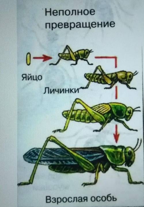 Зарисовать циклы развития и подписать название стадий майского жука, бабочки капустной белянки и зел