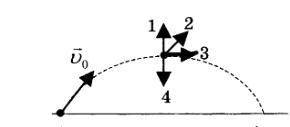 На рисунку зображена ​​траєкторія руху м'яча, кинутого під кутом до горизонту. Куди спрямований імпу