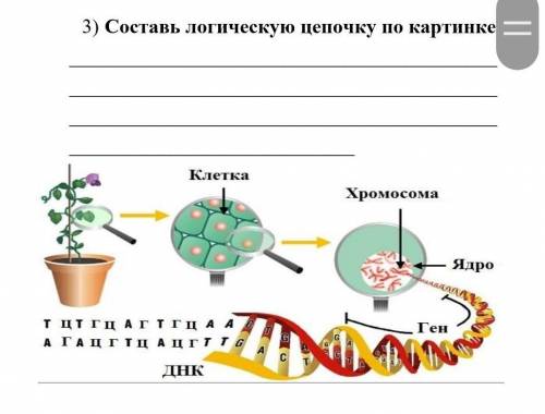 3) Составь логическую цепочку по картинке КлеткаХромосомаЯдротит ГцАгтгцА АА ГАцгтцацгт теГенАIHK​