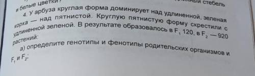 Б) сколько фенотипов образуют растения поколения F2? в) сколько среди них круглых зелёных и удлиненн