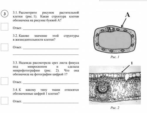 Рассмотрите рисунок растительной клетки (рис. 1). Какая структура клеткиобозначена на рисунке буквой