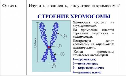 Изучить и записать, как устроена хромосома?​