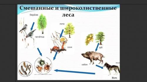 Опишите поток энергии и вещества в экологической пирамиде леса ( 5- 7 предложений)​