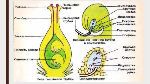 Схема какого процесса изображена на рисунке?