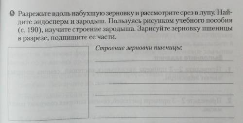 Разрежьте вдоль набухшую зерновку и рассмотрите срез в лупу. Найдите эндосперм и зародыш. Пользуясь