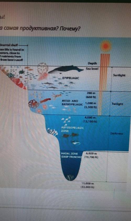 Какая часть океана самая продуктивная?Почему?​