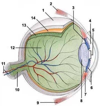 Розгляньте малюнок ока та підпишіть його складові. )