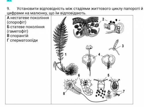 Установити відповідність між стадіями життєвого циклу папороті й цифрами на малюнку, що їм відповіда