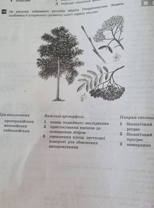 на рисунку зображено рослин відділу Покритонасінні укажіть особливості історичного розвитку цього ві