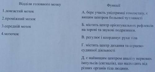 Встановіть відповідність між віділами головного мозку та їх функціями​