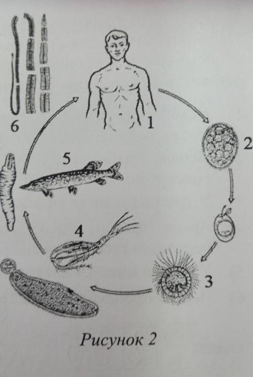 Впр Рассмотрите рисунок 2 на котором представлен цикл развития широкого лентеца и ответьте на вопрос