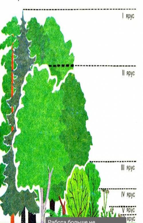 Подпишите на рисунке, основные яруса растительного сообщества​