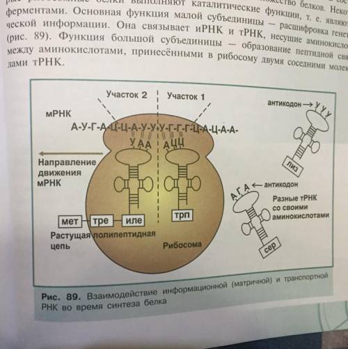 По рисунку, используя таблицу генетического кода, составьте фрагмент молекулы белка