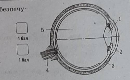 Які цифри позначають структури ока на малюнку комах що забезпечують зазначені нижче функції очень ​