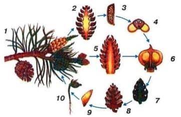 Расположите в правильном порядке цифры, обозначающие жизненный цикл сосны. Ветвь с шишками пыльцево