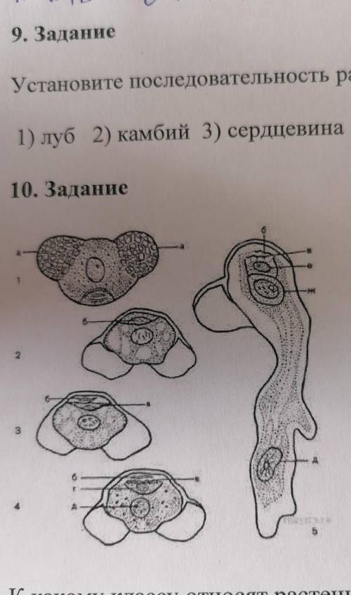 К какому классу относят растение, схема развития пыльцевого зерна которого показана на рисунке? 1)хв