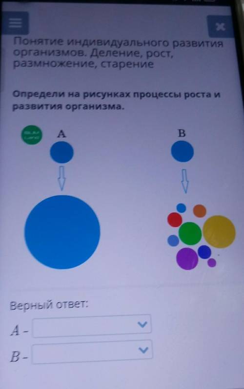 * Понятие индивидуального развитияорганизмов. Деление, рост,размножение, старениеОпредели на рисунка