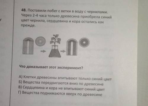 48. Поставили побеr с ветки в воду с чернилами Через 2-4 часа только древесина приобрела синийцвет ч