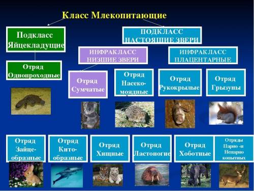 Классификация млекопитающих,общие признаки млекопитающих. )​