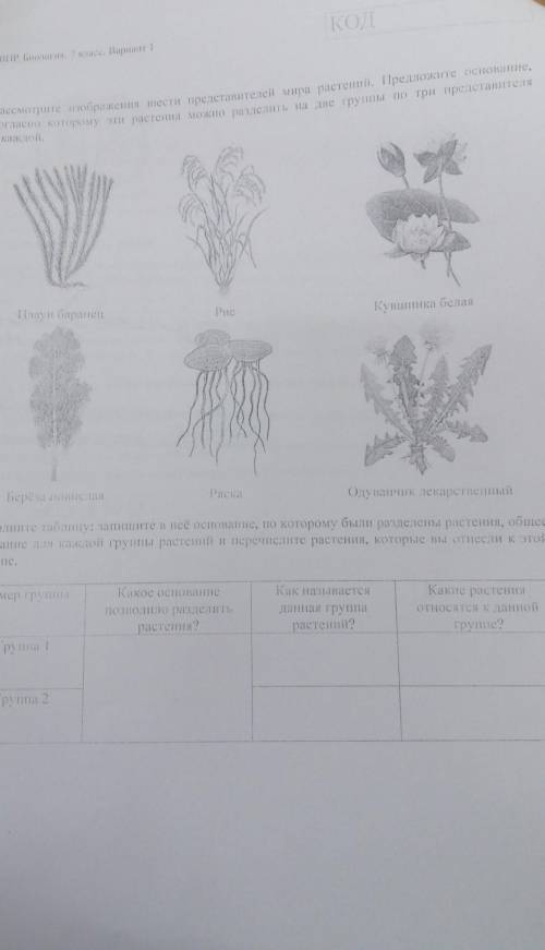 12 Рассмотрите изображения вести представителей мира растений. Предложите основа няе.сталасно которо