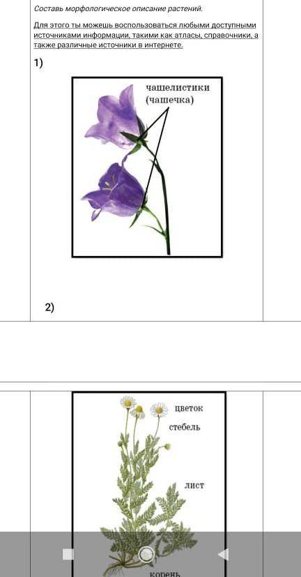 Задание 3. Составь морфологическое описание растений. Для этого ты можешь воспользоваться любыми дос