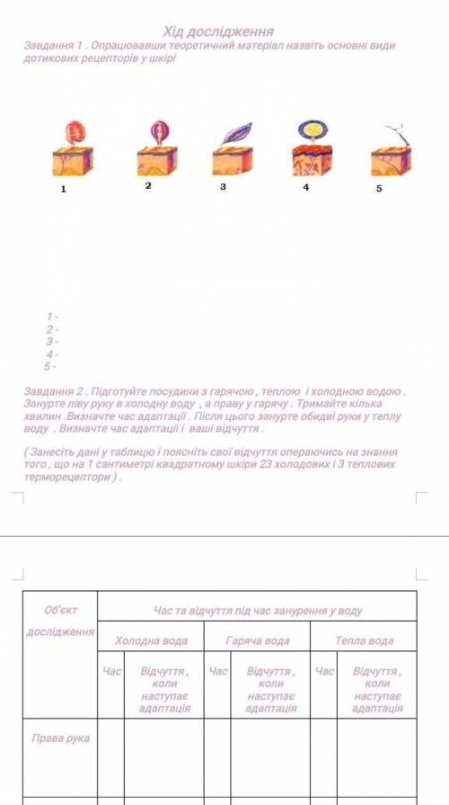 Назвіть основні види дотикових рецепторів у шкірі​