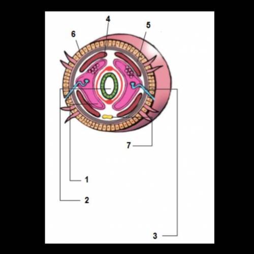 К какому классу относится червь, поперечный срез которого представлен на рисунке? Малощетинковые Мно