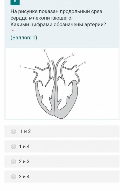На рисунке показан продольный срез сердца млекопитающего. Какими цифрами обозначены артерии?Требуетс