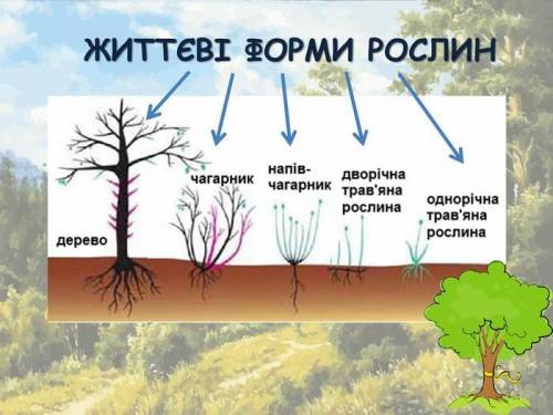 Якi життевi форми рослин вам вiдомi​