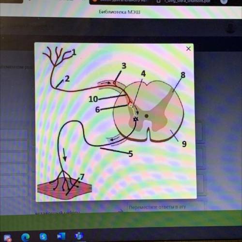 Подпишите под цифрами что является: Аксоном двигательного нейрона Рецептором Синапсом Вставочным ней