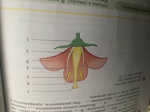 Выполнить в тетради рисунок строение цветка и подписать обозначения