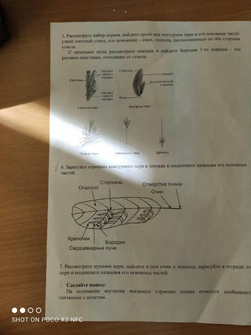 с биологией 7 класс изучение внешнего строения и перьевого покрова птиц