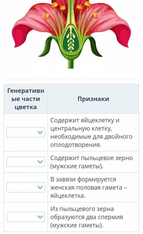 Внимательно рассмотри рисунок и соотнеси генеративные части цветка, участвующие в двойном оплодотвор