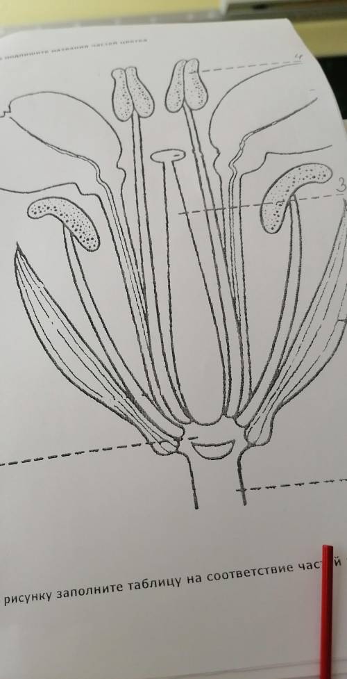 На рисунке подпишите названия частей цветка ​
