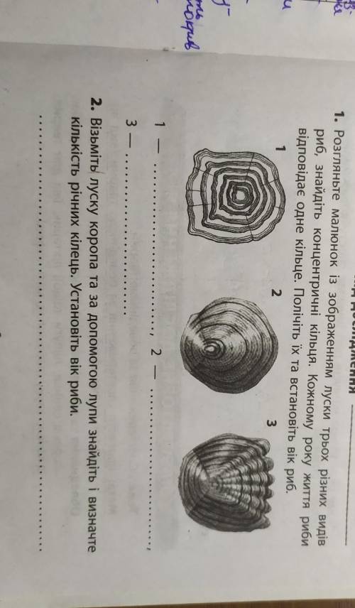 1. Розгляньте малюнок із зображенням луски трьох різних видів риб, знайдіть концентричні кільця. Кож