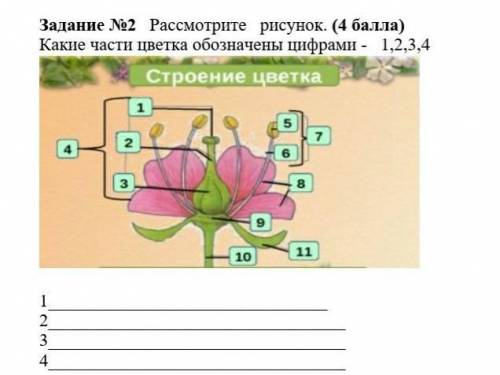 Какими части обозначены цифрами​