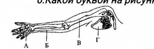 6.Какой буквой на рисунке обозначена плечевая кость.​