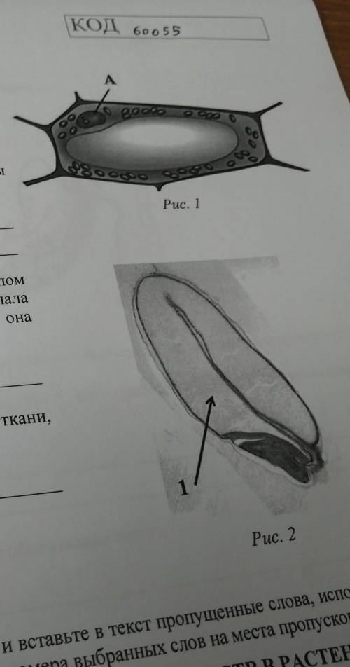 3 3.1. Рассмотритерисунок растительнойклетки (рис. 1). Какая структураобозначена на рисунке буквой А