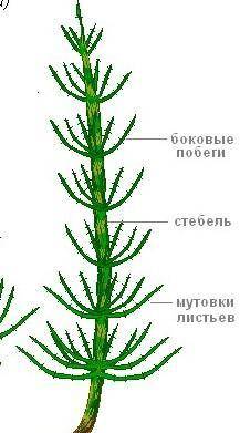 1)Расскажите о строении хвоща полевого. 2)Каково строение и функции образовательной ткани ЛЮДИ.​