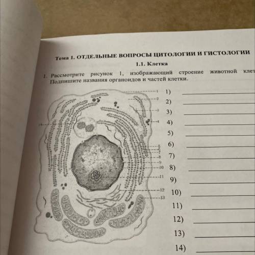 Гка 1. Рассмотрите рисунок 1, изображающий строение животной Подпишите названия органоидов и частей 