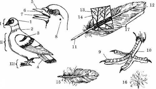 1. Рассмотрите рисунок птицы и найдите на нем отделы тела: голову, шею, туловище, хвост. 2. Рассмотр