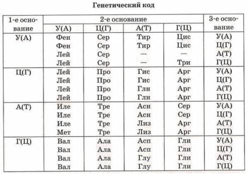 УМОЛЯЮ В результате мутации на участке гена, имеющего состав АТГ ЦЦА ААГ ГГА А, произошла вставка гу