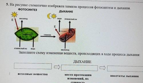 5. На рисунке схематично изображен химизм процессов фотосинтеза и дыхания. Заполните схему изменения