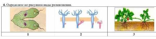 4. Определите по рисункам виды размножения. Заранее благодарю​