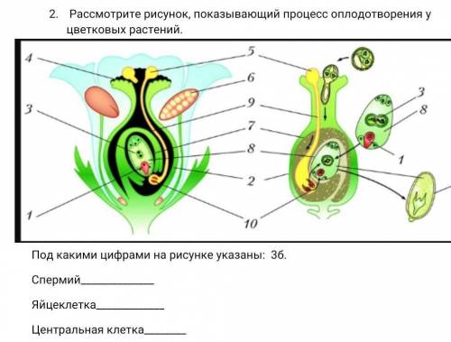 Под какими цифрами на рисунке указаны: 3б. СпермийЯйцеклеткаЦентральная клетка​